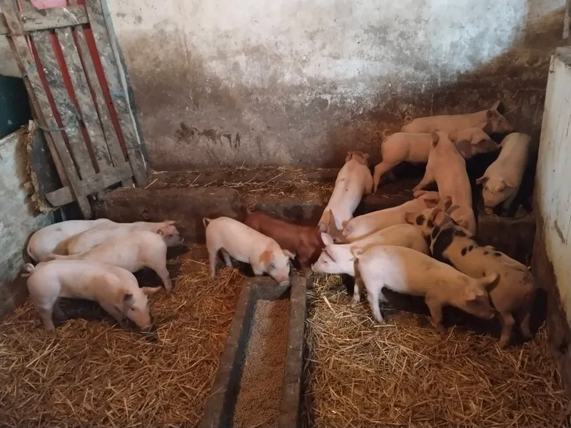 Prasići