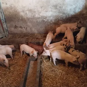 Prasići  - thumbnail 1