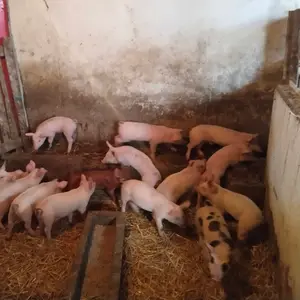 Prasići  - thumbnail 2