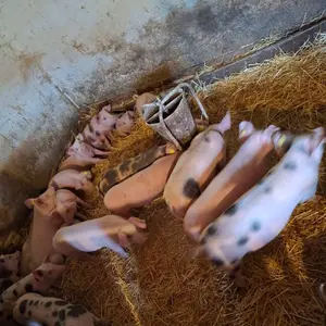 prasići - thumbnail 1