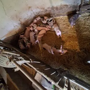 prasići - thumbnail 2