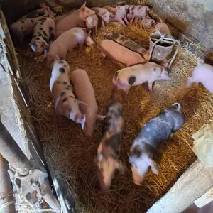 prasići - thumbnail 3