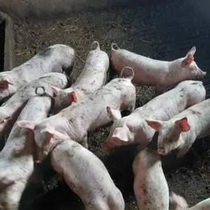 Prasići - thumbnail 1