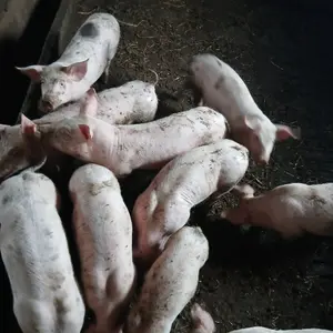 Prasići - thumbnail 2