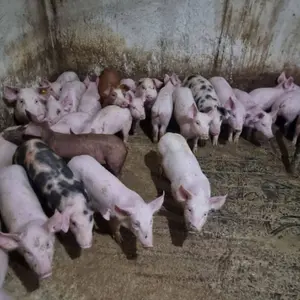 Prasići - thumbnail 1