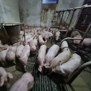 Prasići - thumbnail 2