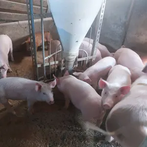 Prasići - thumbnail 1