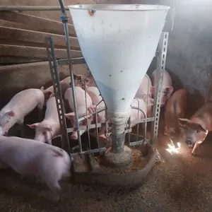 Prasići - thumbnail 2