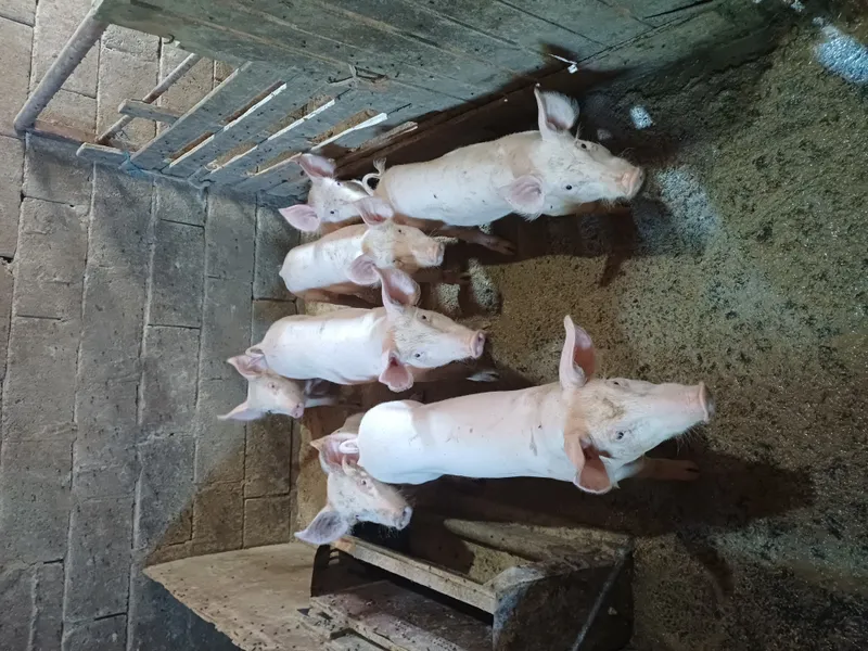 Prasići do 30kg