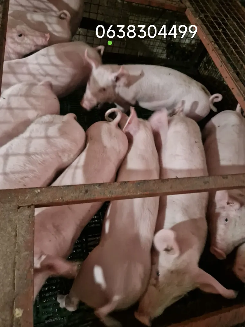 Prasići na prodaju 25-30 kg