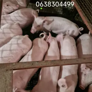 Prasići na prodaju 25-30 kg - thumbnail 1