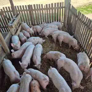 Prasići - thumbnail 1