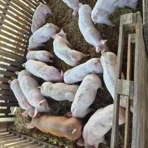 Prasići - thumbnail 2