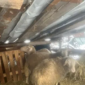 Prodajem ovce - thumbnail 1