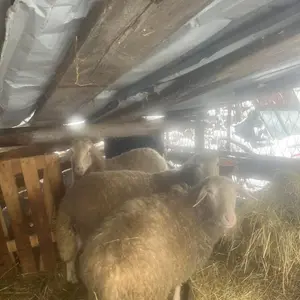 Prodajem ovce - thumbnail 2