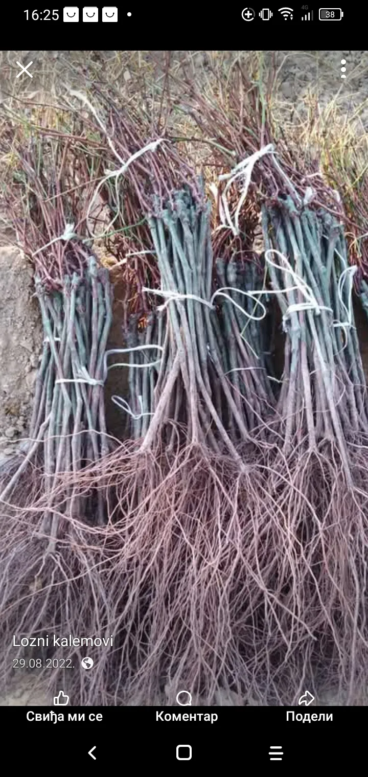 Sadnice,vinova loza kalem