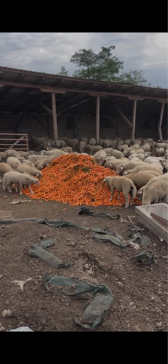 Šargarepa