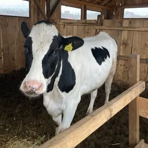 Steona Junica - thumbnail 1