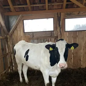 Steona Junica - thumbnail 2