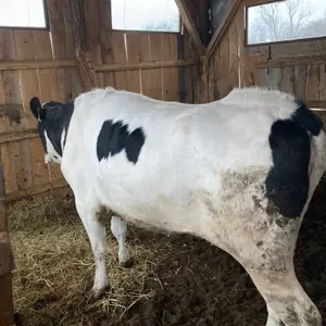 Steona Junica - thumbnail 3