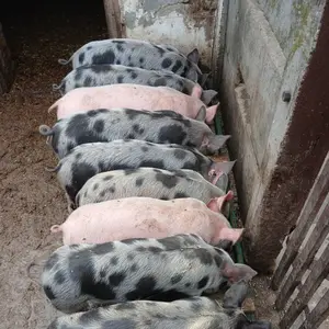 Svinje  - thumbnail 1