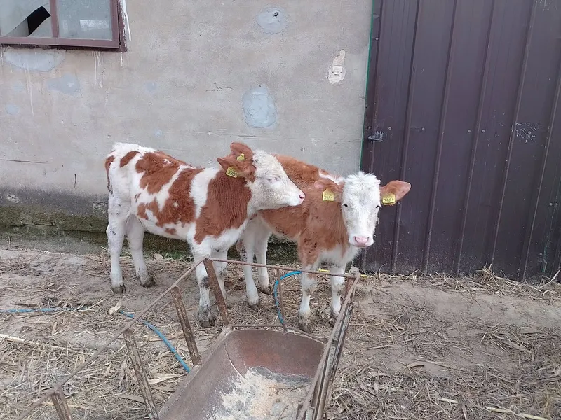 Ženska telad