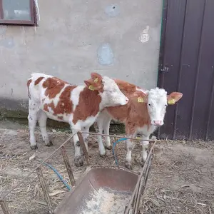 Ženska telad  - thumbnail 1