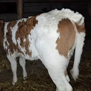 Žensko tele - thumbnail 1