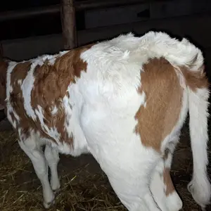 Žensko tele - thumbnail 2