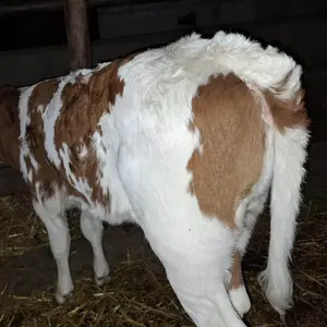 Žensko tele - thumbnail 3