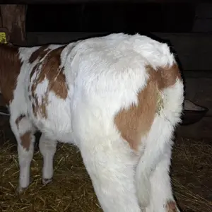 Žensko tele - thumbnail 1