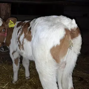 Žensko tele - thumbnail 2