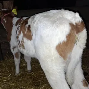 Žensko tele - thumbnail 3