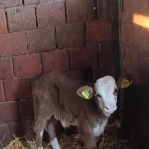 Žensko tele - thumbnail 1