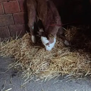 Žensko tele - thumbnail 2