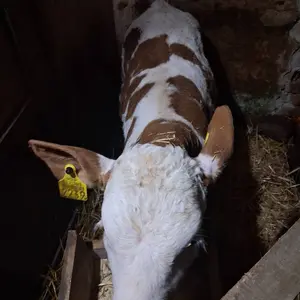 Žensko tele - thumbnail 1