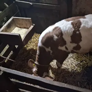 Žensko tele - thumbnail 3