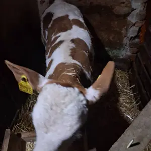 Žensko tele - thumbnail 4